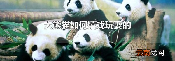 大熊猫如何嬉戏玩耍的