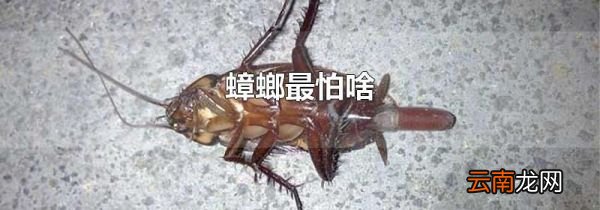 蟑螂最怕啥
