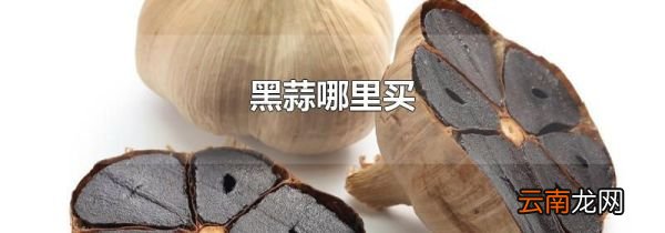 黑蒜哪里买
