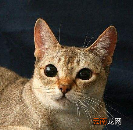 世界上最小的猫