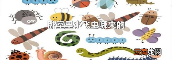 卧室里小飞虫哪来的