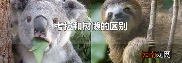 考拉和树懒的区别