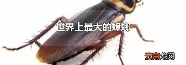 世界上最大的蟑螂