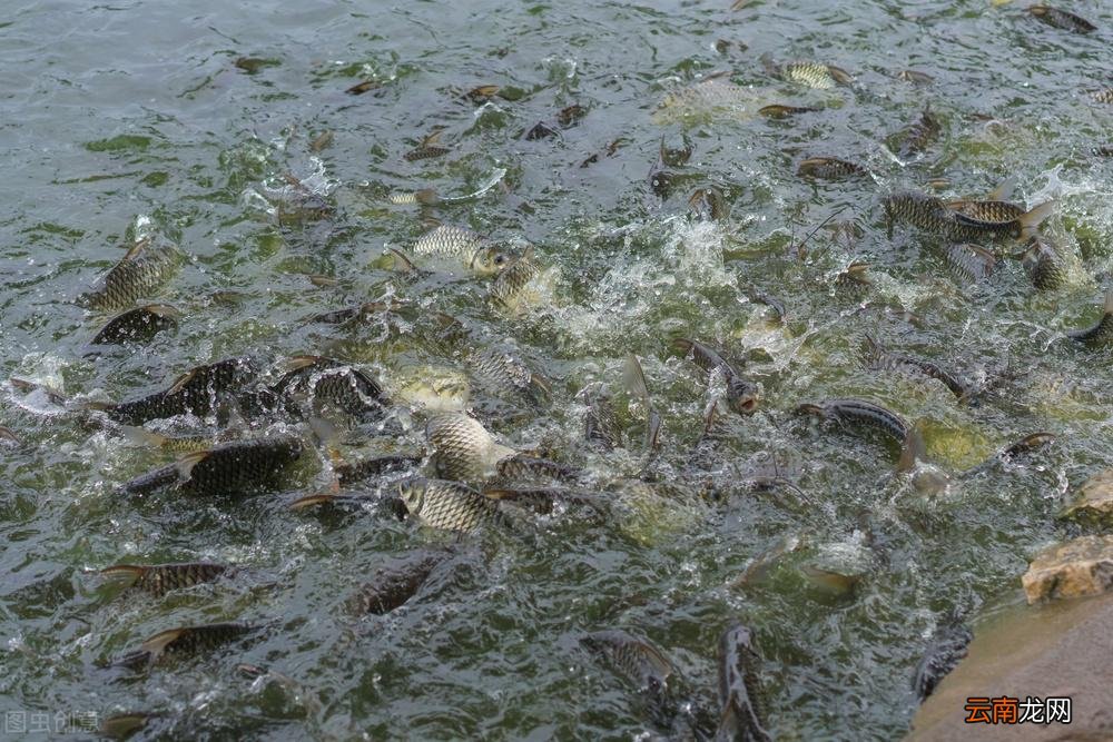 鱼塘水质浑浊怎么处理焕然一新 鱼塘水浑浊怎样变清