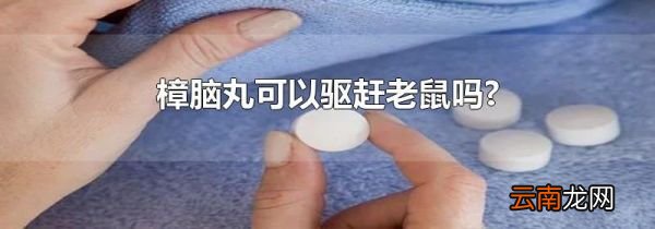 樟脑丸可以驱赶老鼠吗?