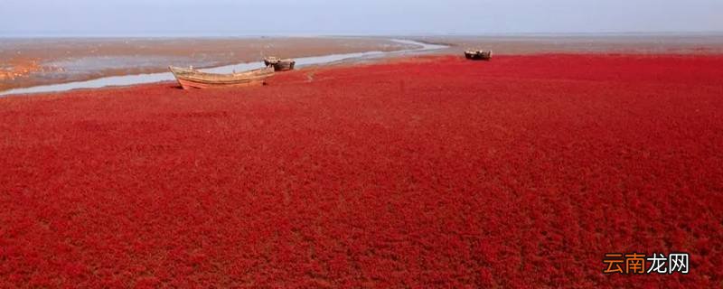 红海海湾内部的海水为什么是红色的