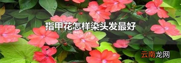 指甲花怎样染头发最好