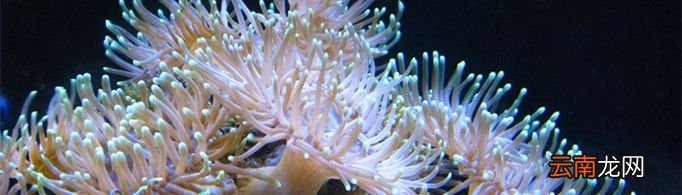 珊瑚为什么是动物而不是植物？