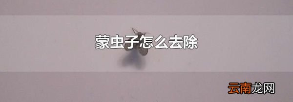 蒙虫子怎么去除