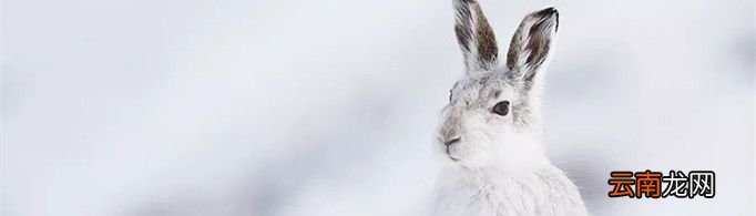 为什么雪兔会变色？