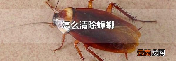 怎么清除蟑螂