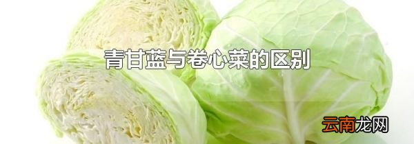 青甘蓝与卷心菜的区别