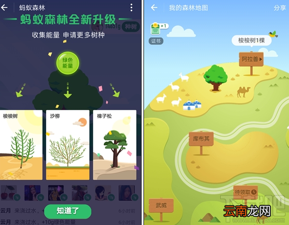 支付宝蚂蚁森林新增沙柳/樟子松需要多少能量？