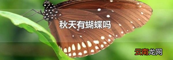 秋天有蝴蝶吗
