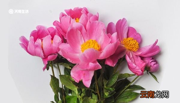 芍药花语 芍药的花语及意义