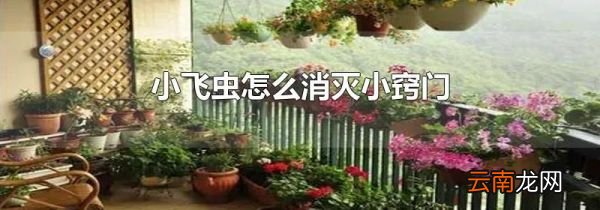 小飞虫怎么消灭小窍门