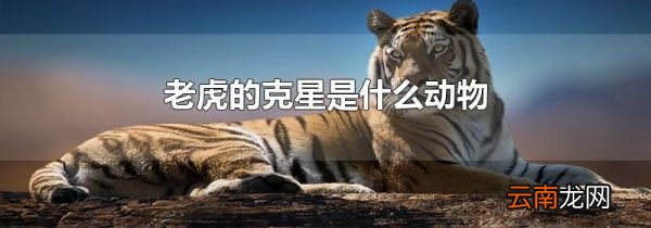 老虎的克星是什么动物