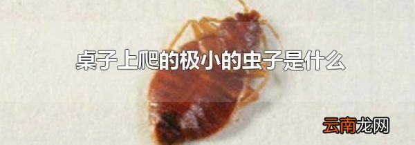 桌子上爬的极小的虫子是什么