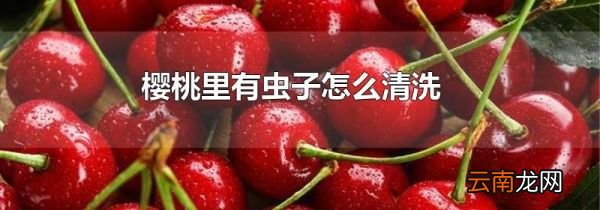 樱桃里有虫子怎么清洗