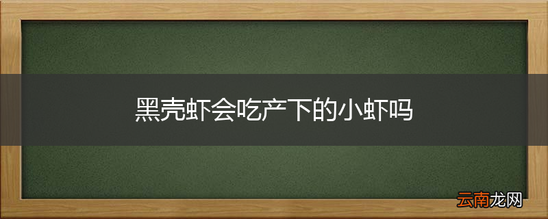 黑壳虾会吃产下的小虾吗