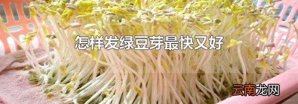 怎样发绿豆芽最快又好
