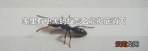 家里有小黑蚂蚁怎么能彻底消灭