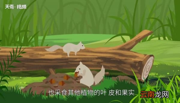 寒号鸟是什么动物 寒号鸟灭绝了吗