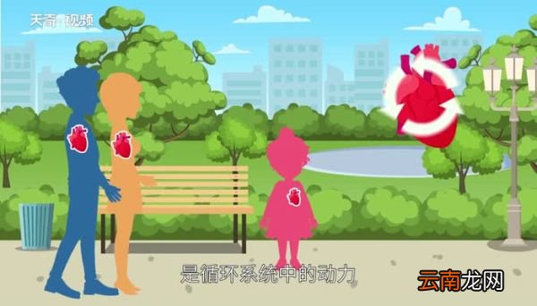 心脏在左边还是右边人的心脏在哪边