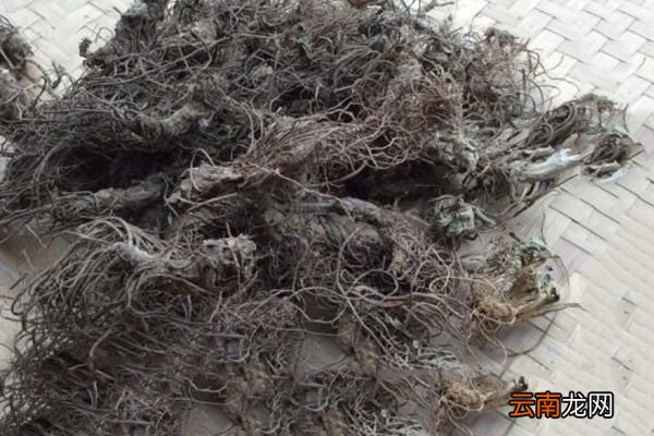 地胆头的功效与作用 地胆头的禁忌