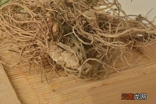 地胆头的功效与作用 地胆头的禁忌