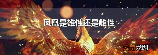 凤凰是雄性还是雌性