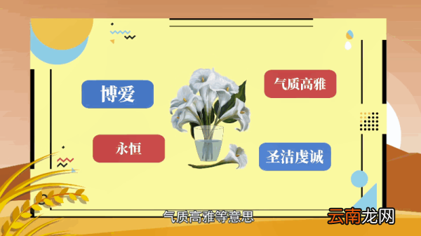 马蹄莲的花语 马蹄莲的花语是什么