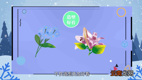 马蹄莲的花语 马蹄莲的花语是什么