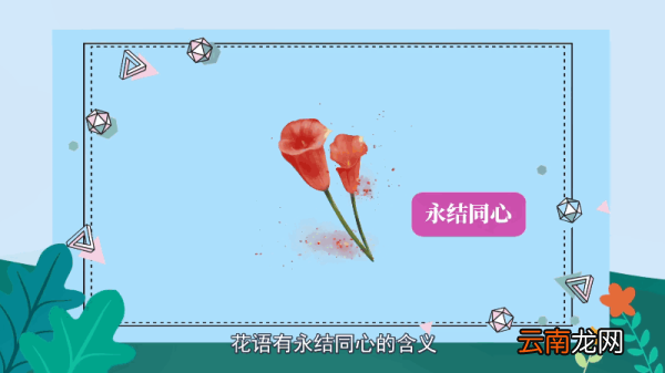 马蹄莲的花语 马蹄莲的花语是什么