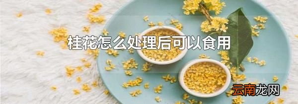 桂花怎么处理后可以食用
