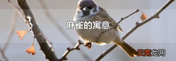 麻雀的寓意
