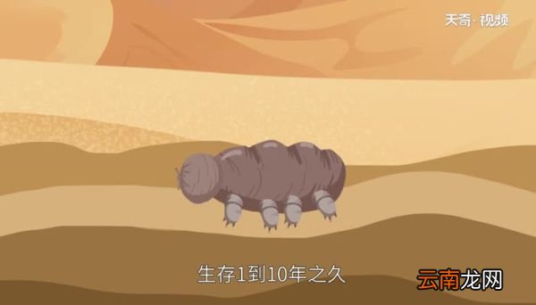 水熊虫寿命多少年 水熊虫能活多久