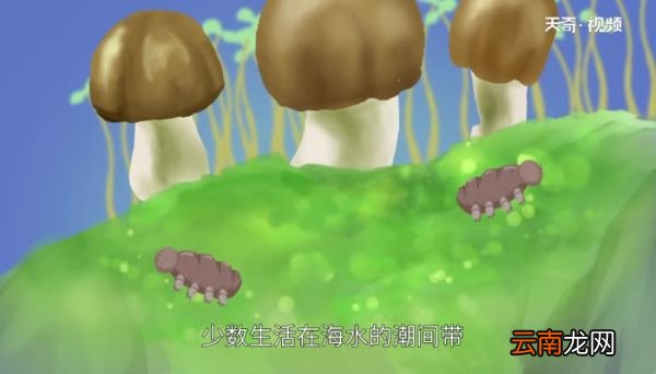 水熊虫寿命多少年 水熊虫能活多久