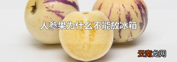 人参果为什么不能放冰箱