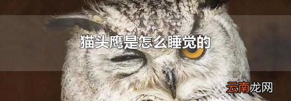 猫头鹰是怎么睡觉的
