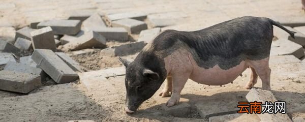 关于养猪场补偿 养猪场拆迁补偿有多少