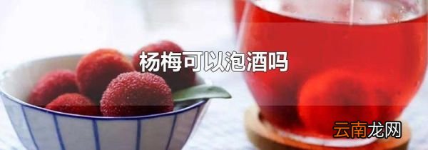 杨梅可以泡酒吗