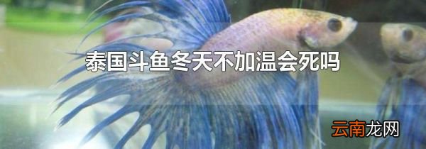 泰国斗鱼冬天不加温会死吗