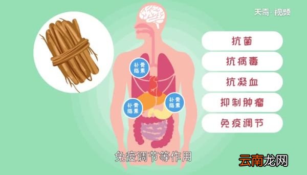 五指毛桃根的功效与作用 五指毛桃根的用法