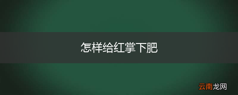 怎样给红掌下肥