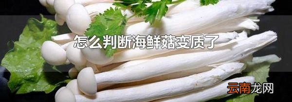 怎么判断海鲜菇变质了