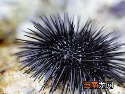 海胆怎么处理干净