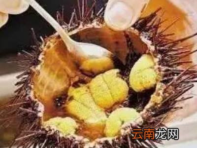 海胆怎么处理干净