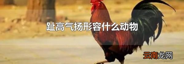 趾高气扬形容什么动物
