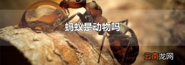 蚂蚁是动物吗